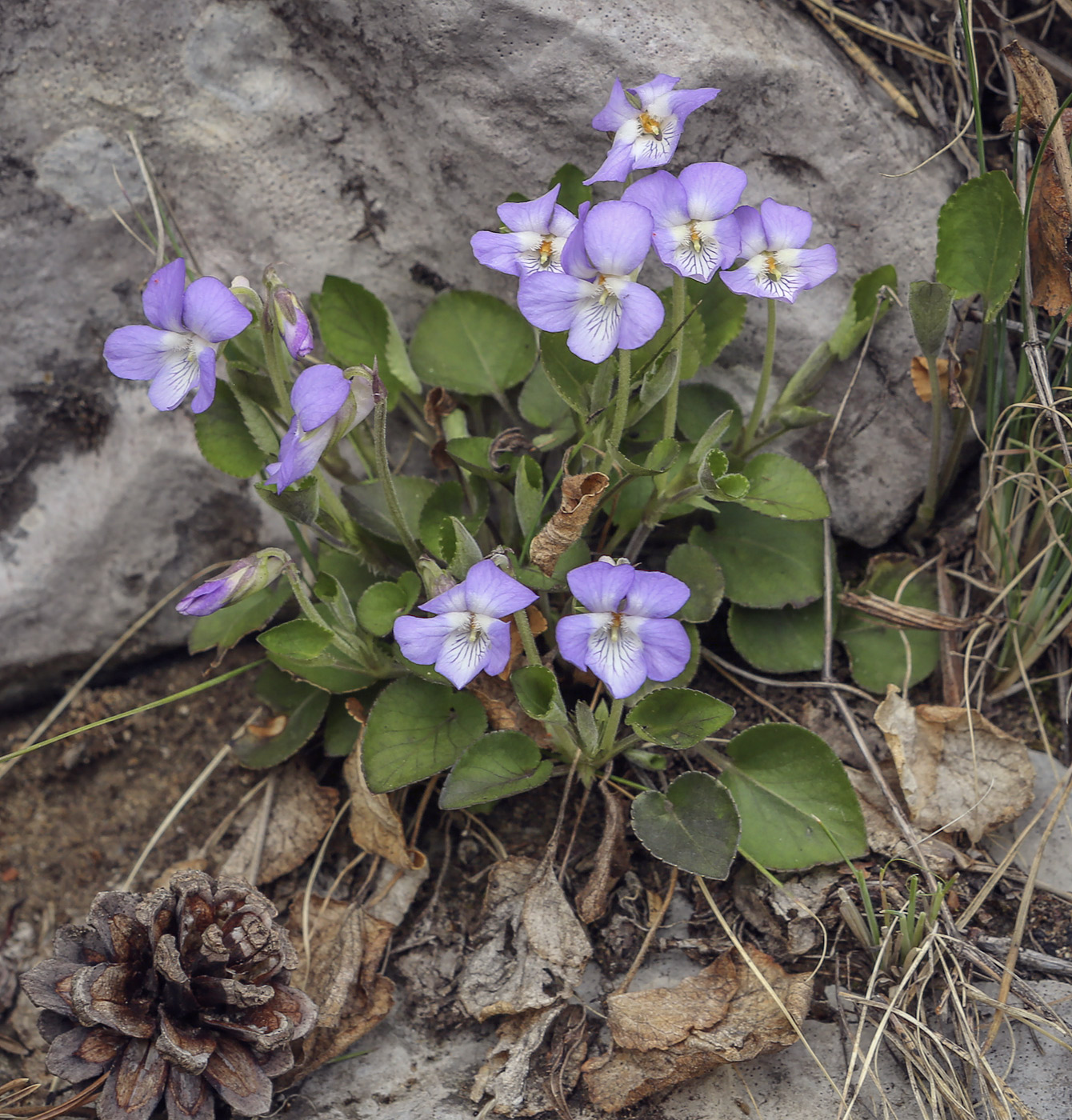 Image of Viola rupestris specimen.