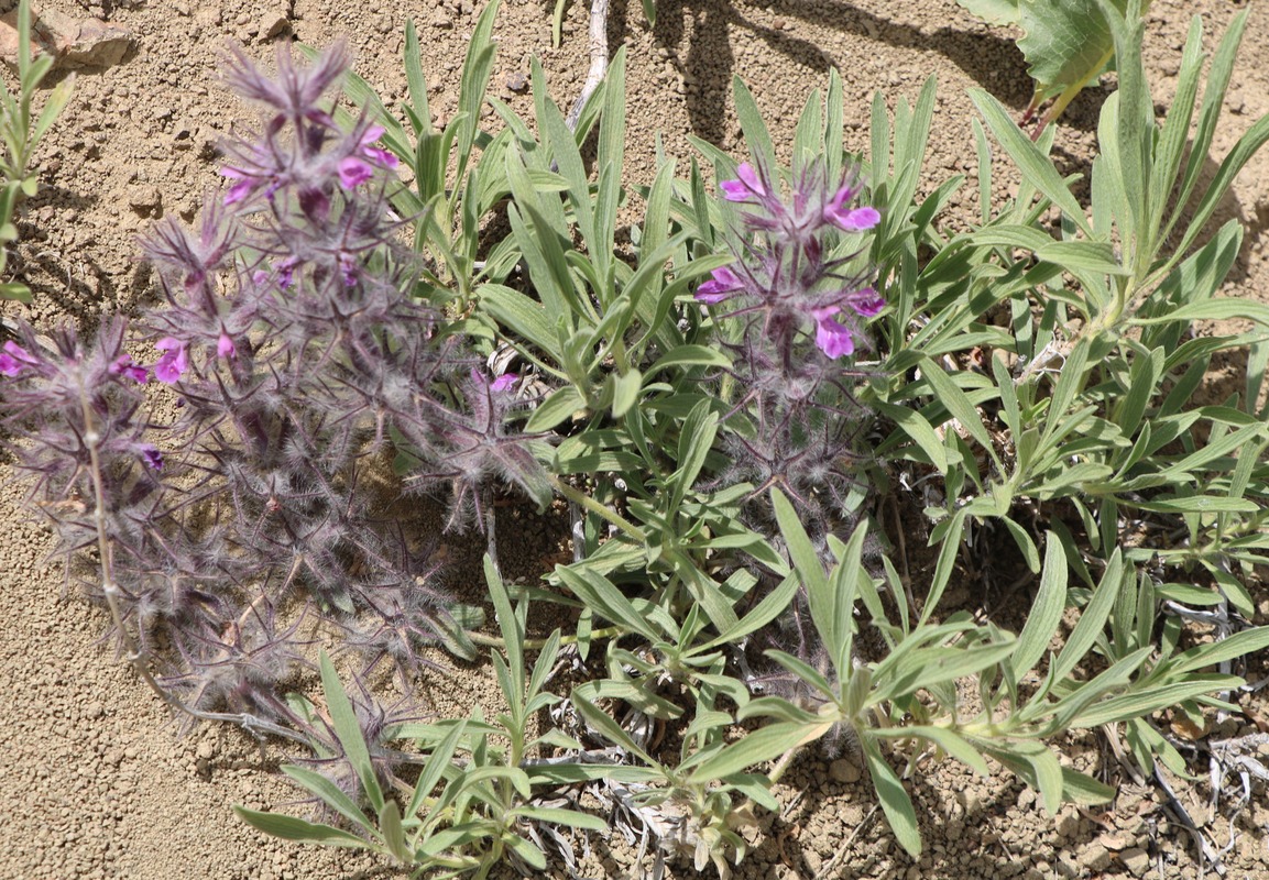 Изображение особи Stachys lavandulifolia.