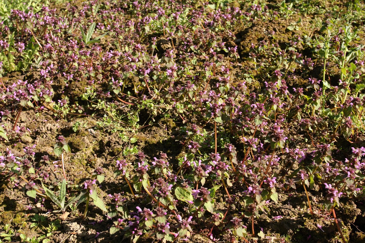 Image of Lamium purpureum specimen.