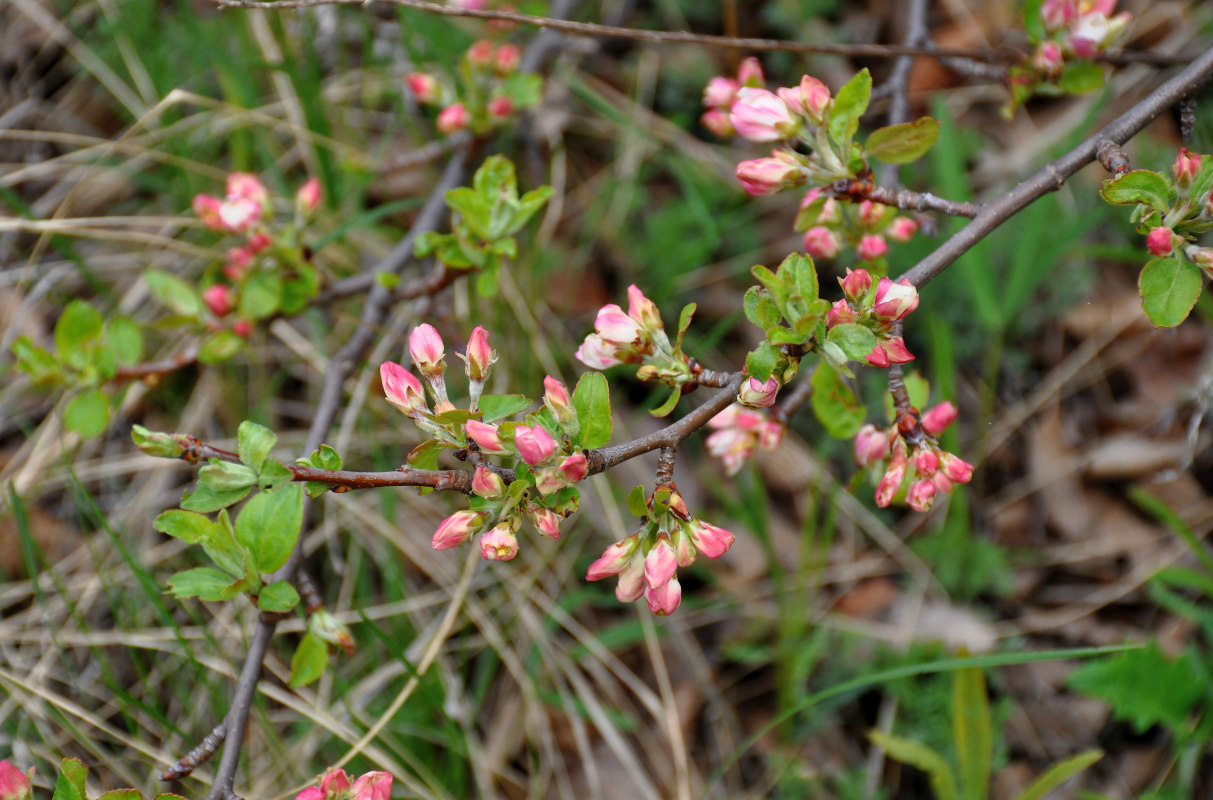 Image of genus Malus specimen.