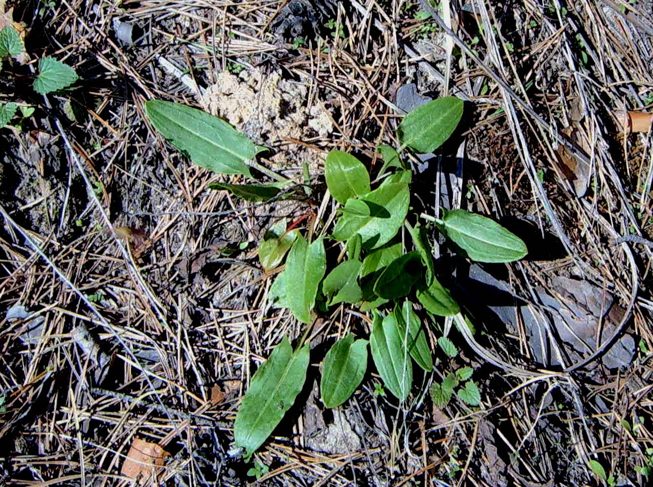 Изображение особи Rumex thyrsiflorus.