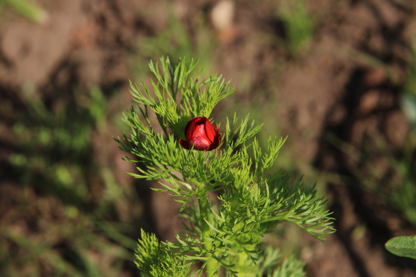 Изображение особи Adonis flammea.