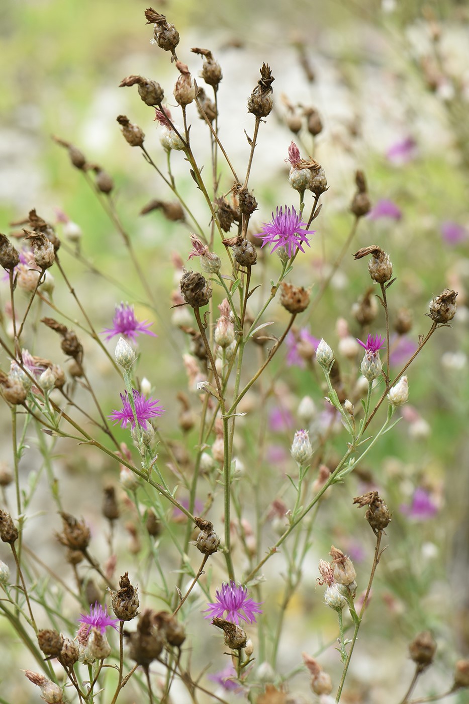 Image of Centaurea sterilis specimen.