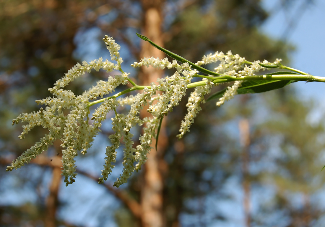 Изображение особи Aconogonon alpinum.