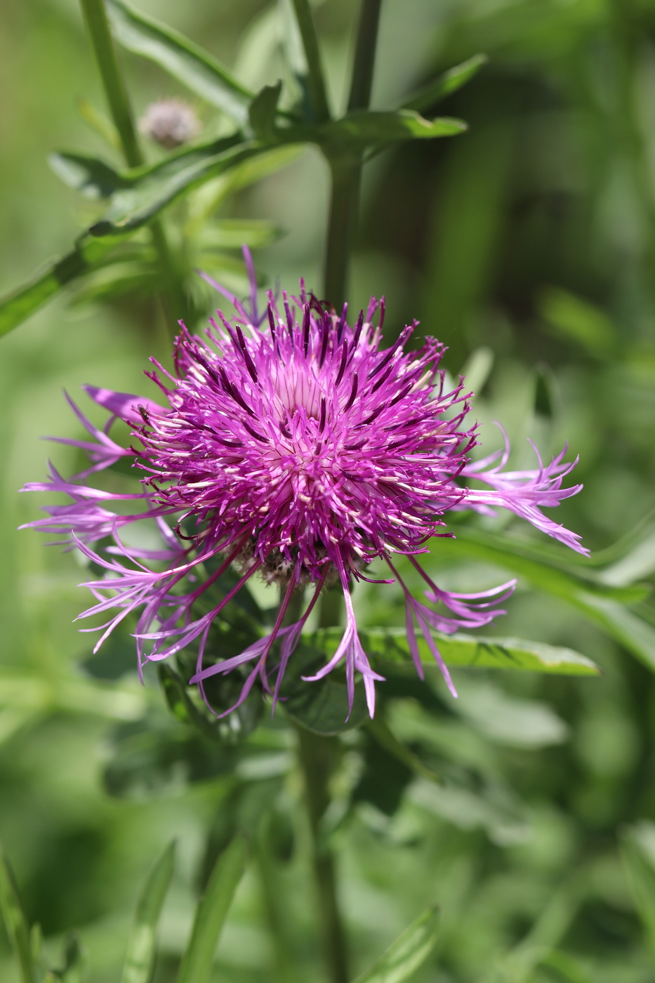 Изображение особи Centaurea scabiosa.