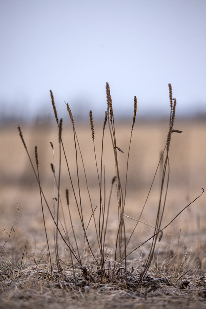 Изображение особи род Plantago.