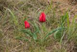 Tulipa suaveolens