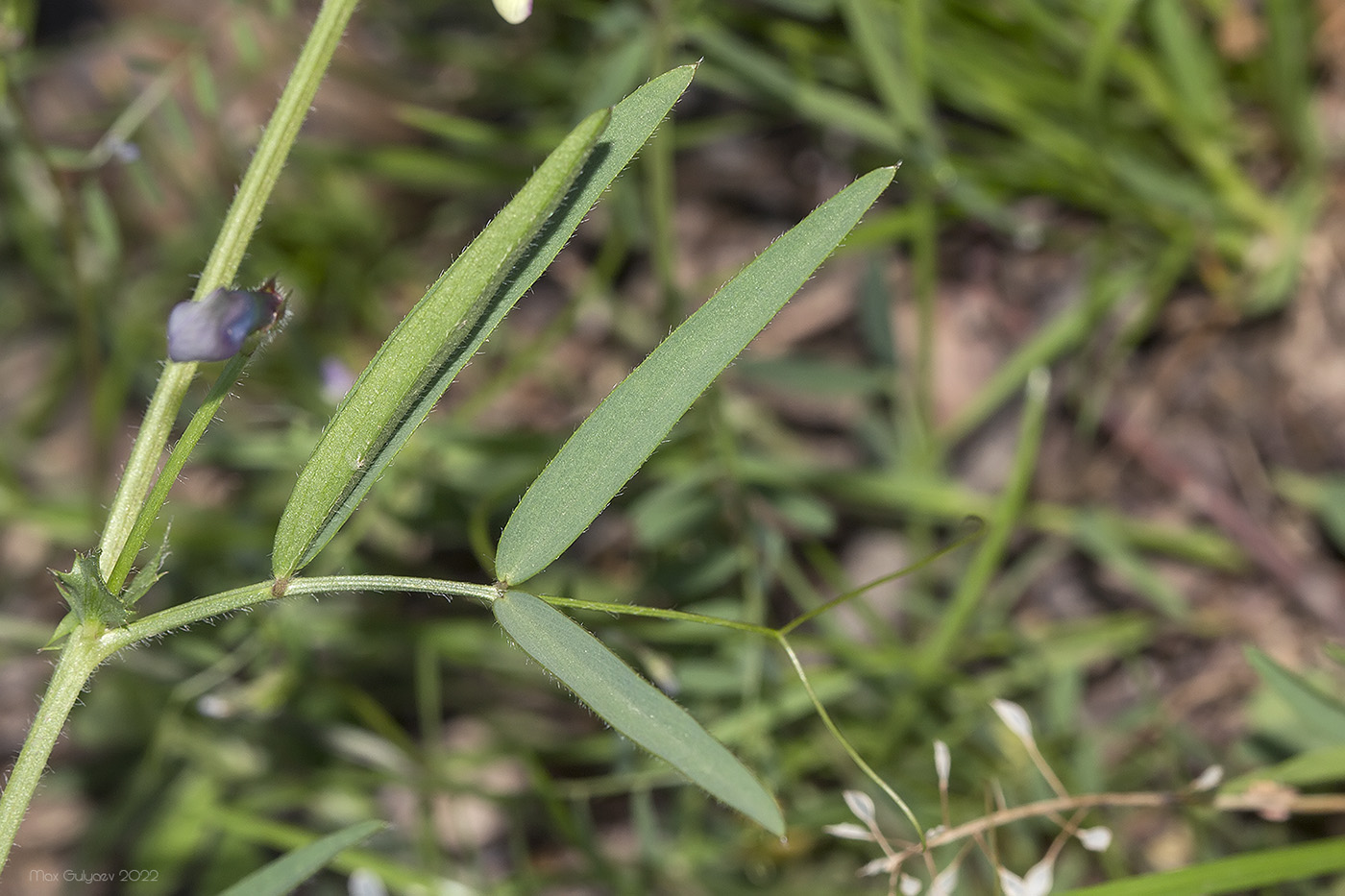 Изображение особи Vicia bithynica.