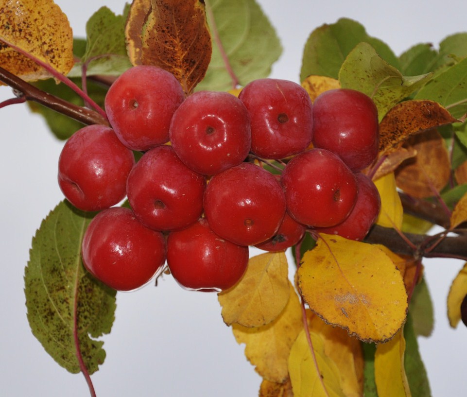 Image of genus Malus specimen.