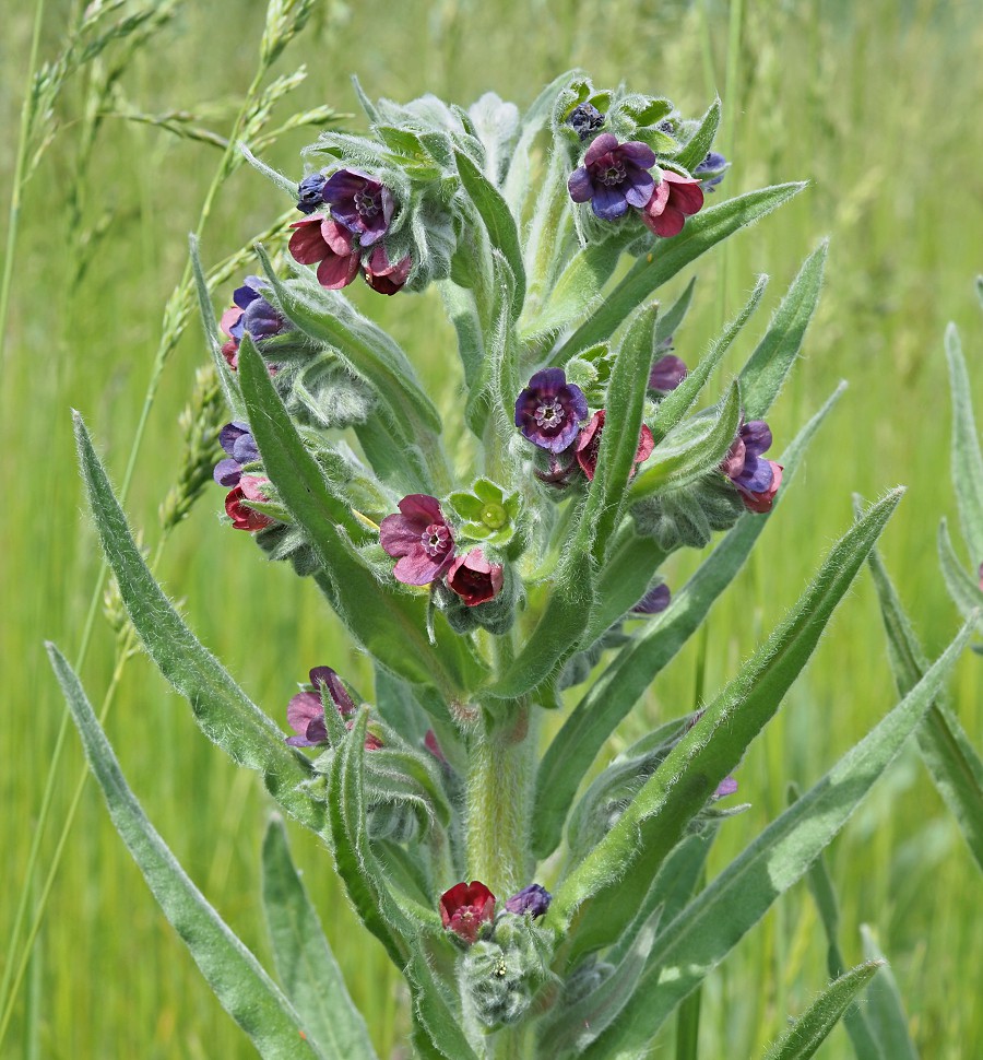 Изображение особи Cynoglossum officinale.