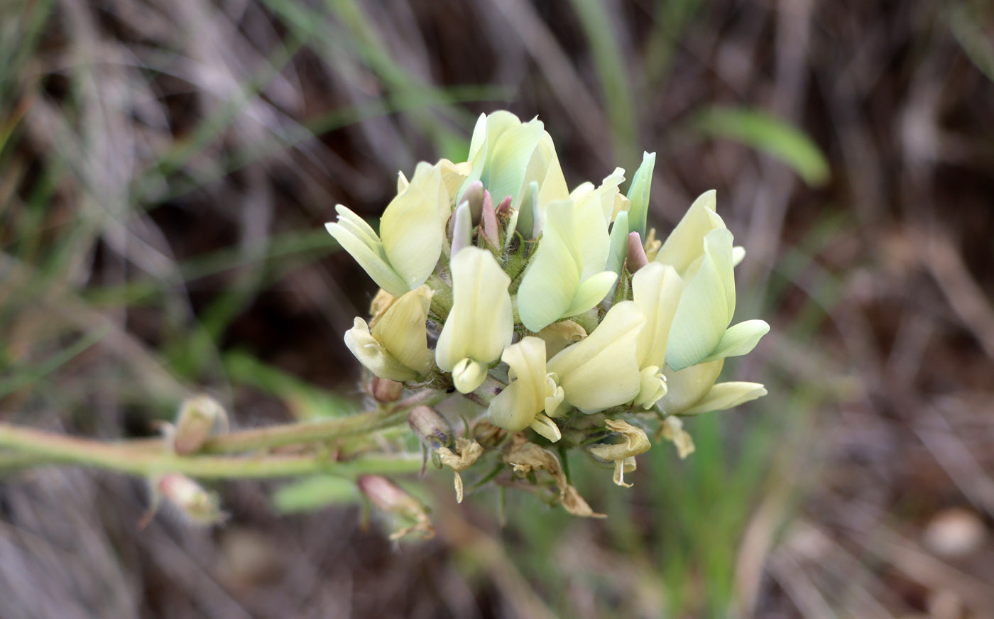 Image of Oxytropis tachtensis specimen.