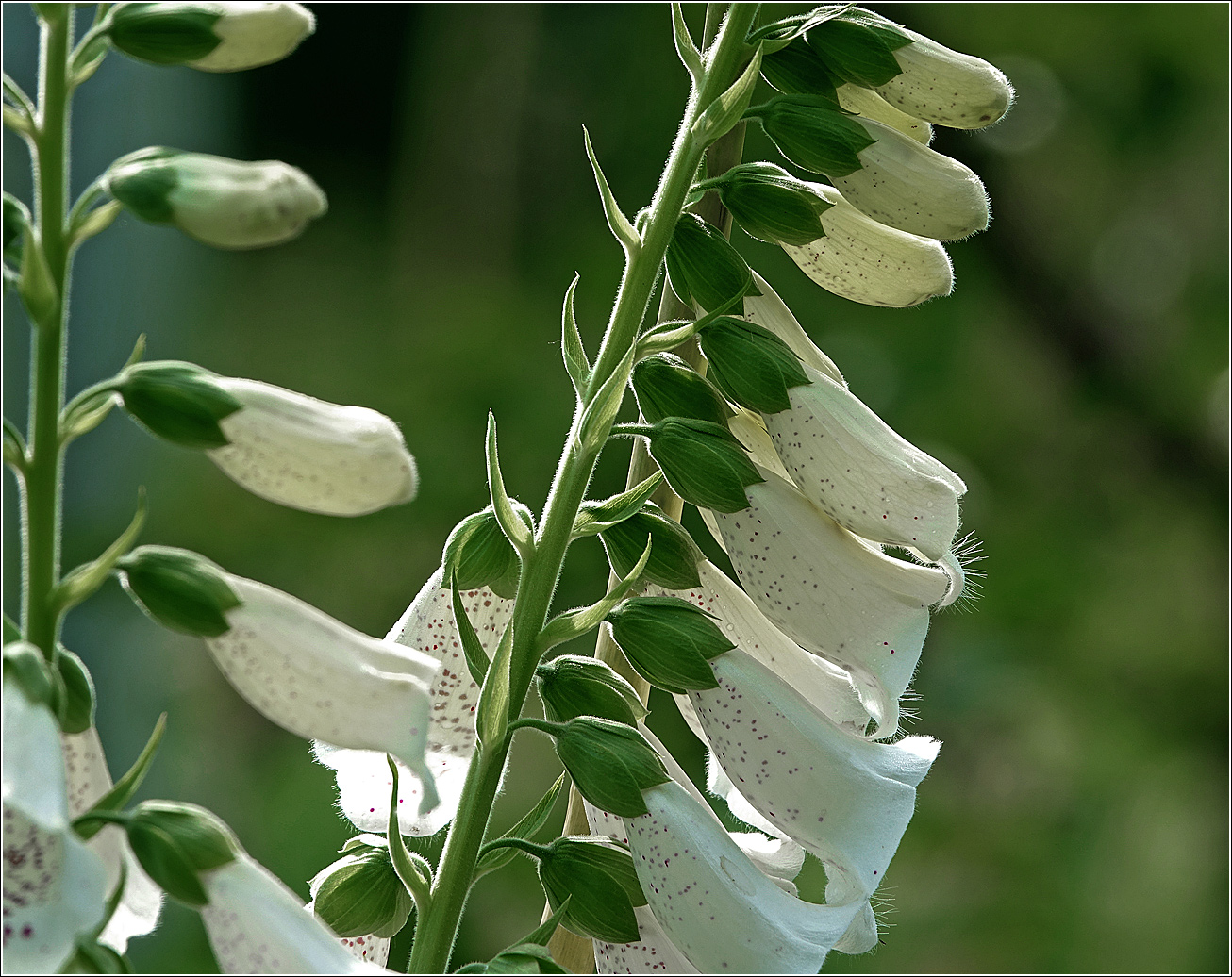 Изображение особи Digitalis purpurea.