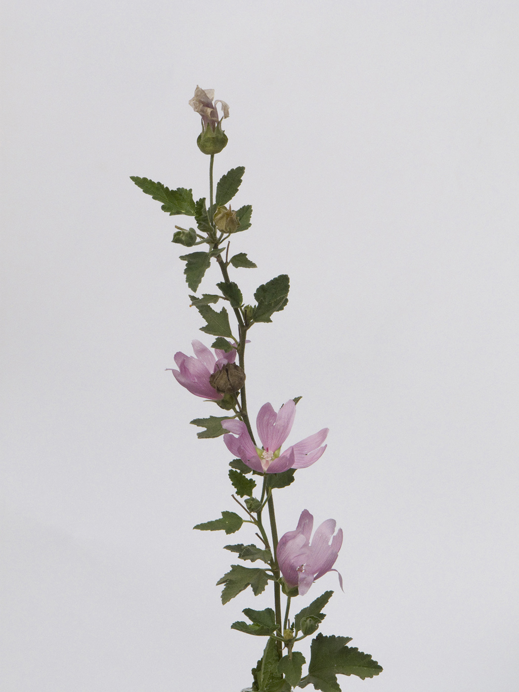 Image of Malva thuringiaca specimen.