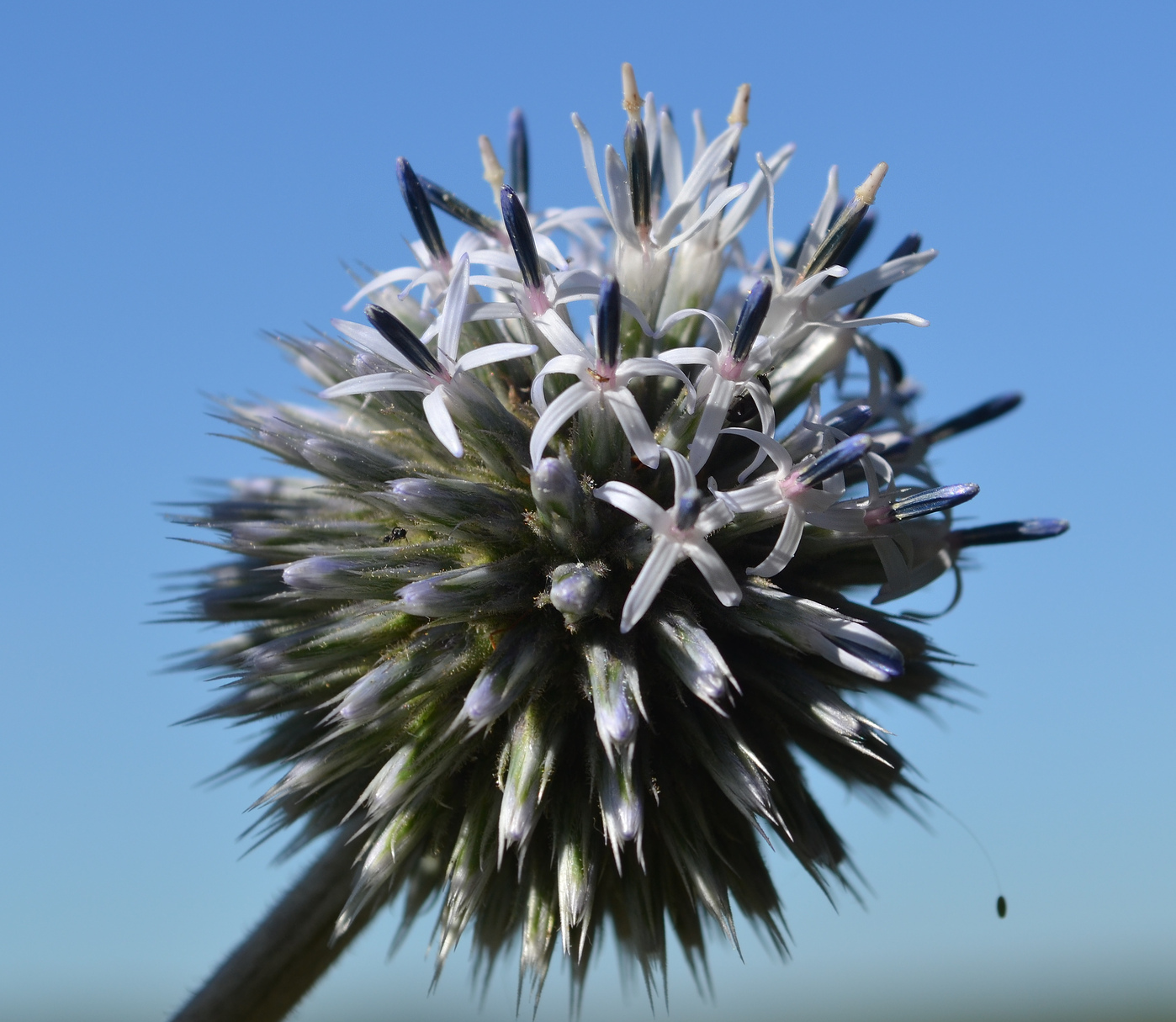 Image of Echinops sphaerocephalus specimen.