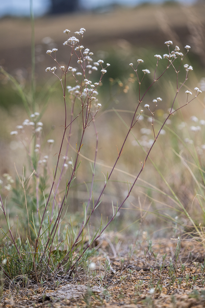 Image of Gypsophila glomerata specimen.