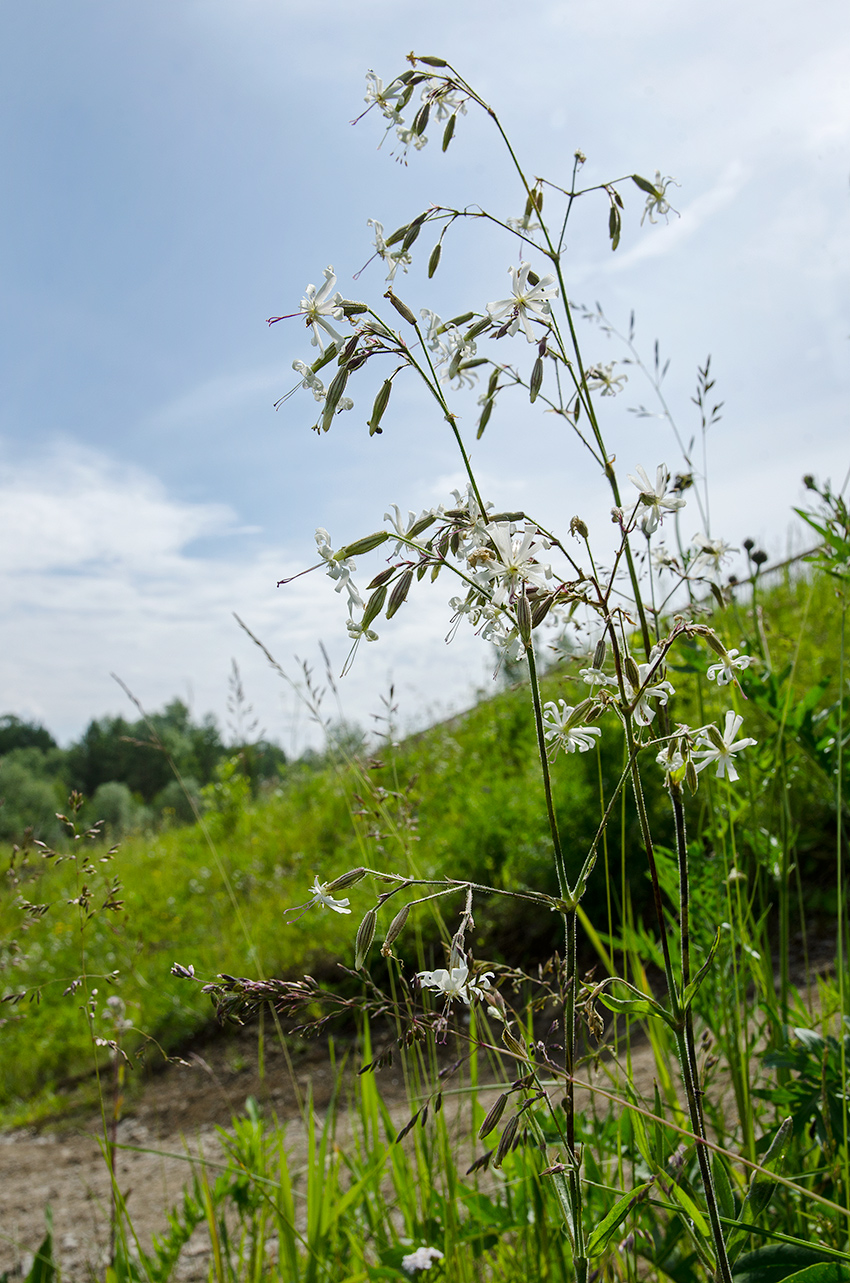 Изображение особи Silene nutans.