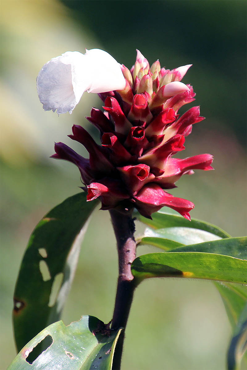 Изображение особи Hellenia speciosa.