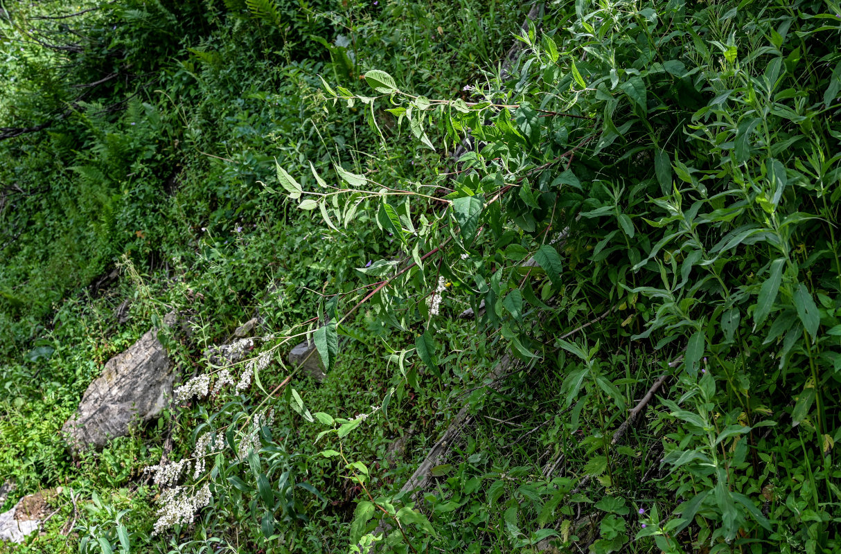 Image of genus Aconogonon specimen.