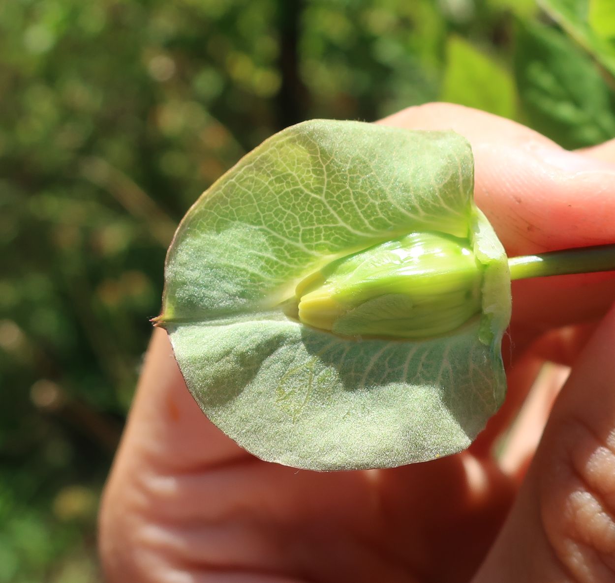 Image of Cobaea scandens specimen.