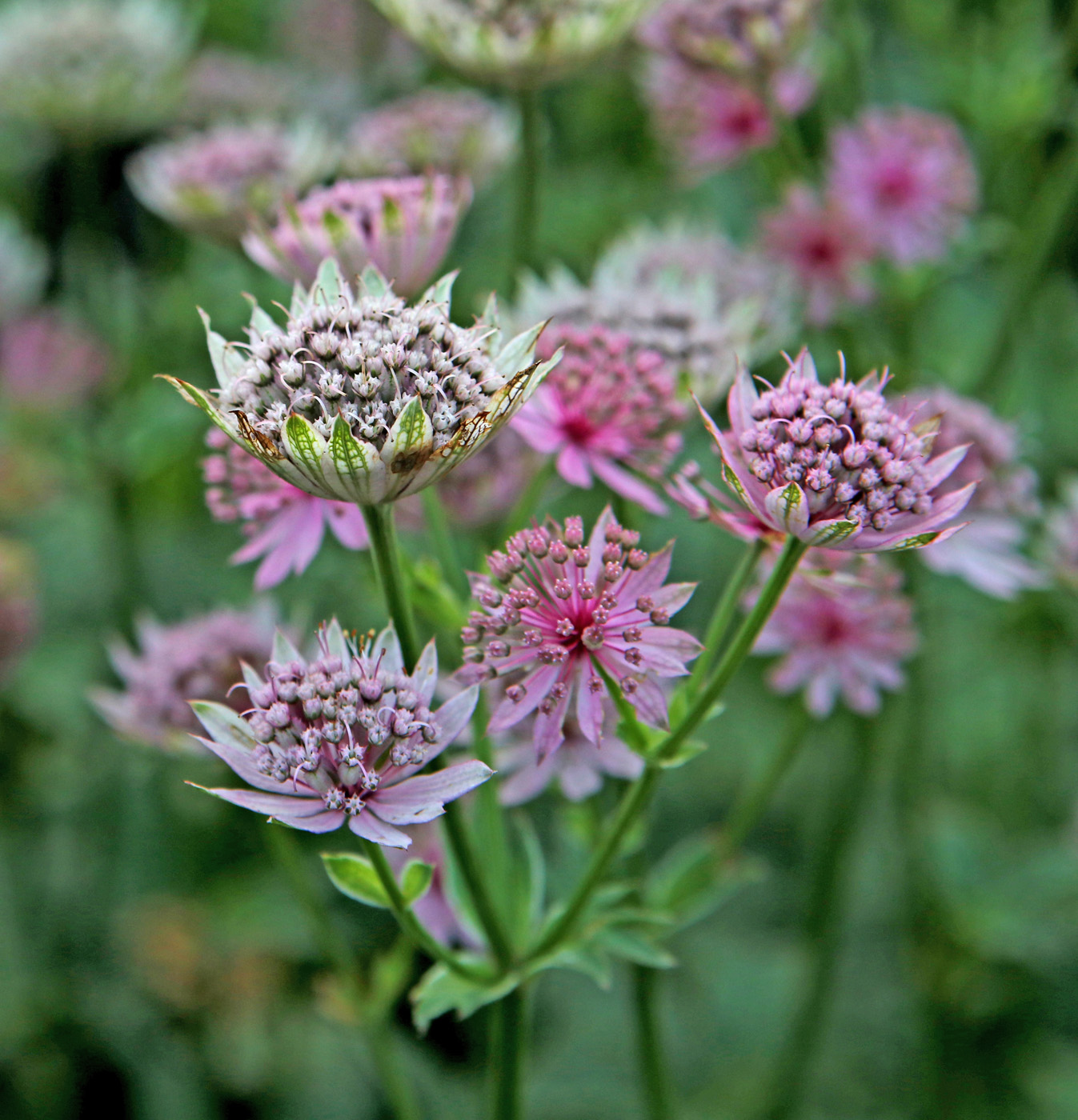 Image of Astrantia major specimen.