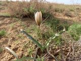 Tulipa sogdiana