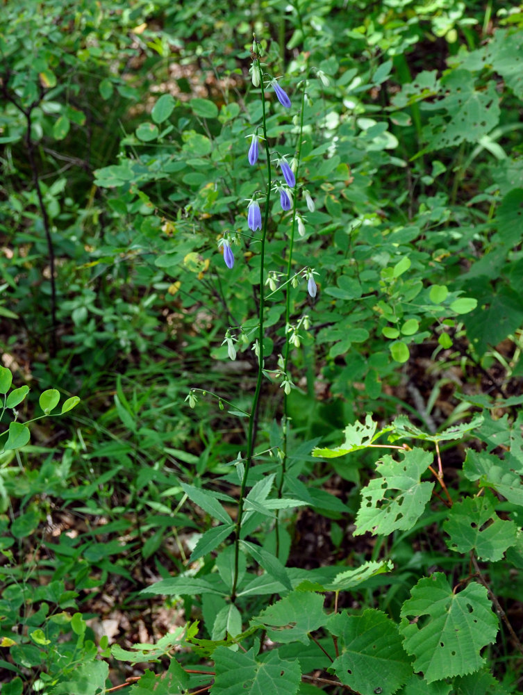 Image of Adenophora curvidens specimen.