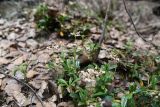 Chimaphila umbellata. Цветущие растения. Челябинская обл., Кыштымский городской округ, окр. пос. Слюдорудник, южный гора Слюдяная, южный склон, берёзово-сосновый лес перед входом в штольню. 3 июля 2023 г.