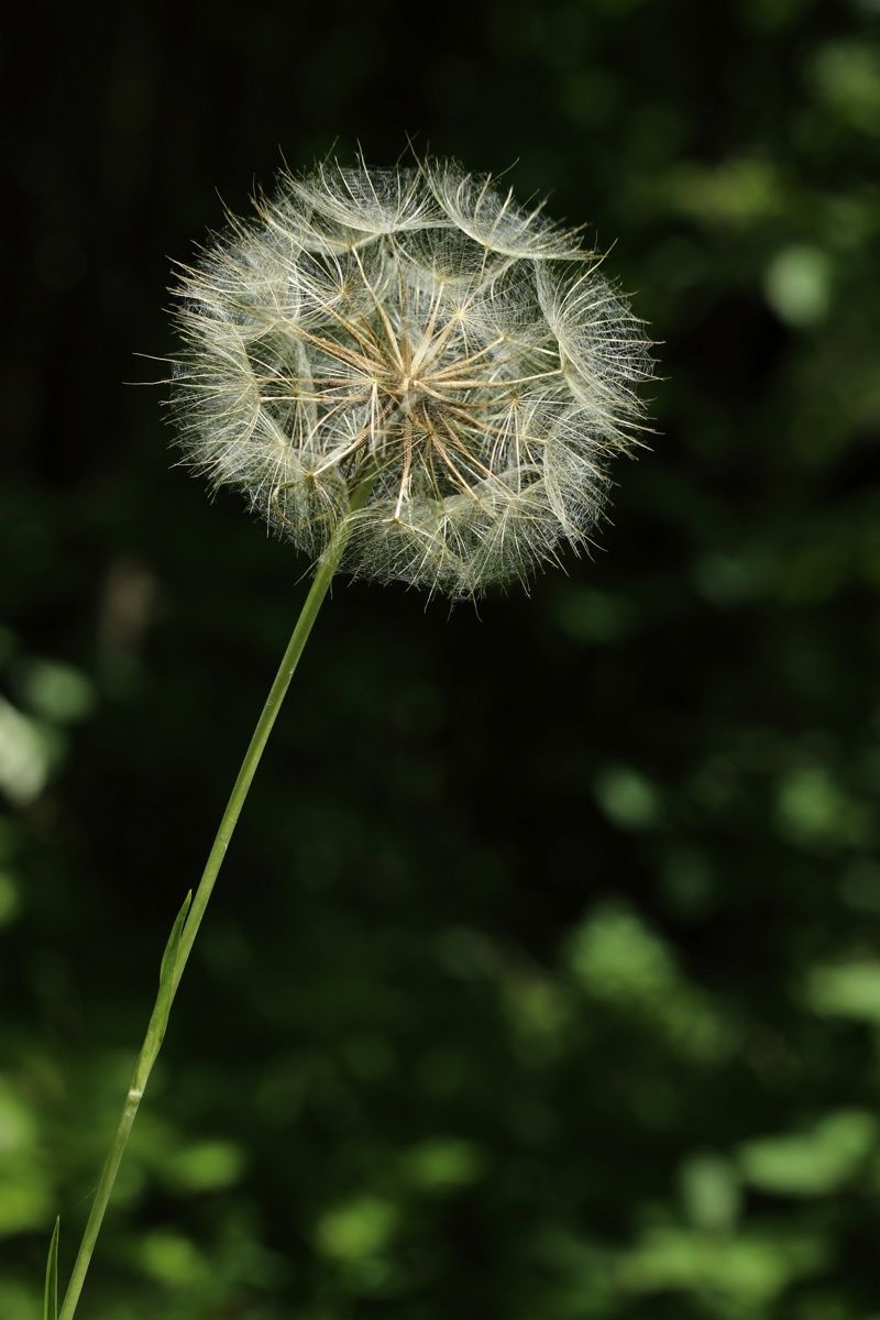 Image of Tragopogon pratensis specimen.