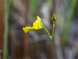 Utricularia intermedia