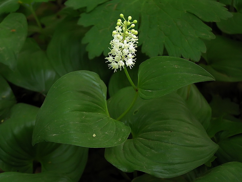 Image of Maianthemum dilatatum specimen.