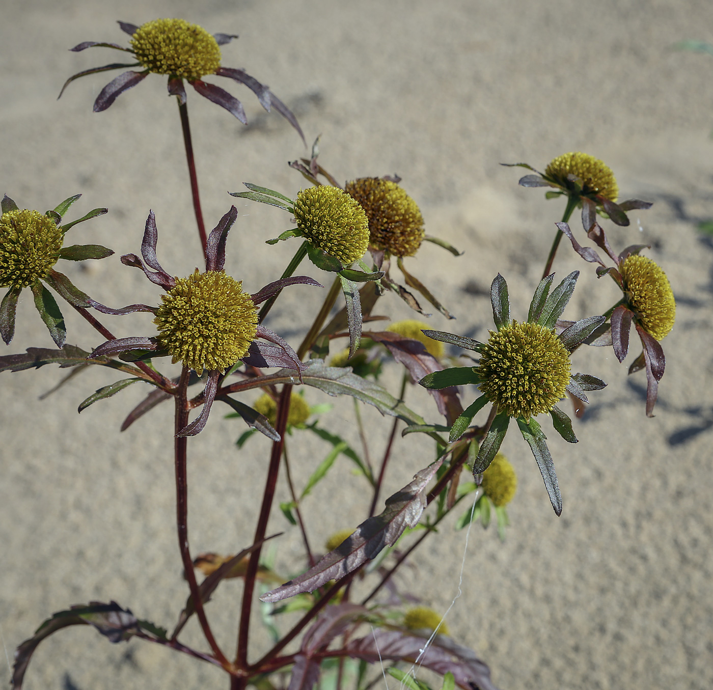 Image of Bidens radiata specimen.