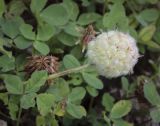 Trifolium fragiferum. Соплодие. Татарстан, Агрызский р-н, с. Красный Бор, берег Воткинского водохранилища, пойменный луг. 30.09.2023.