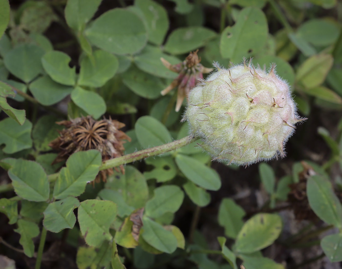 Изображение особи Trifolium fragiferum.