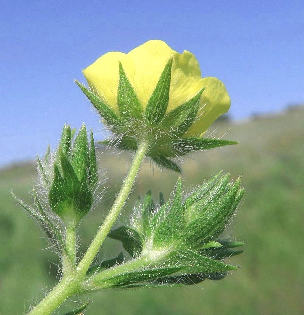 Image of Potentilla obscura specimen.