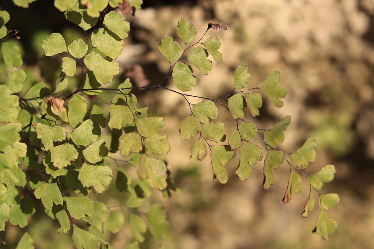 Изображение особи Adiantum capillus-veneris.