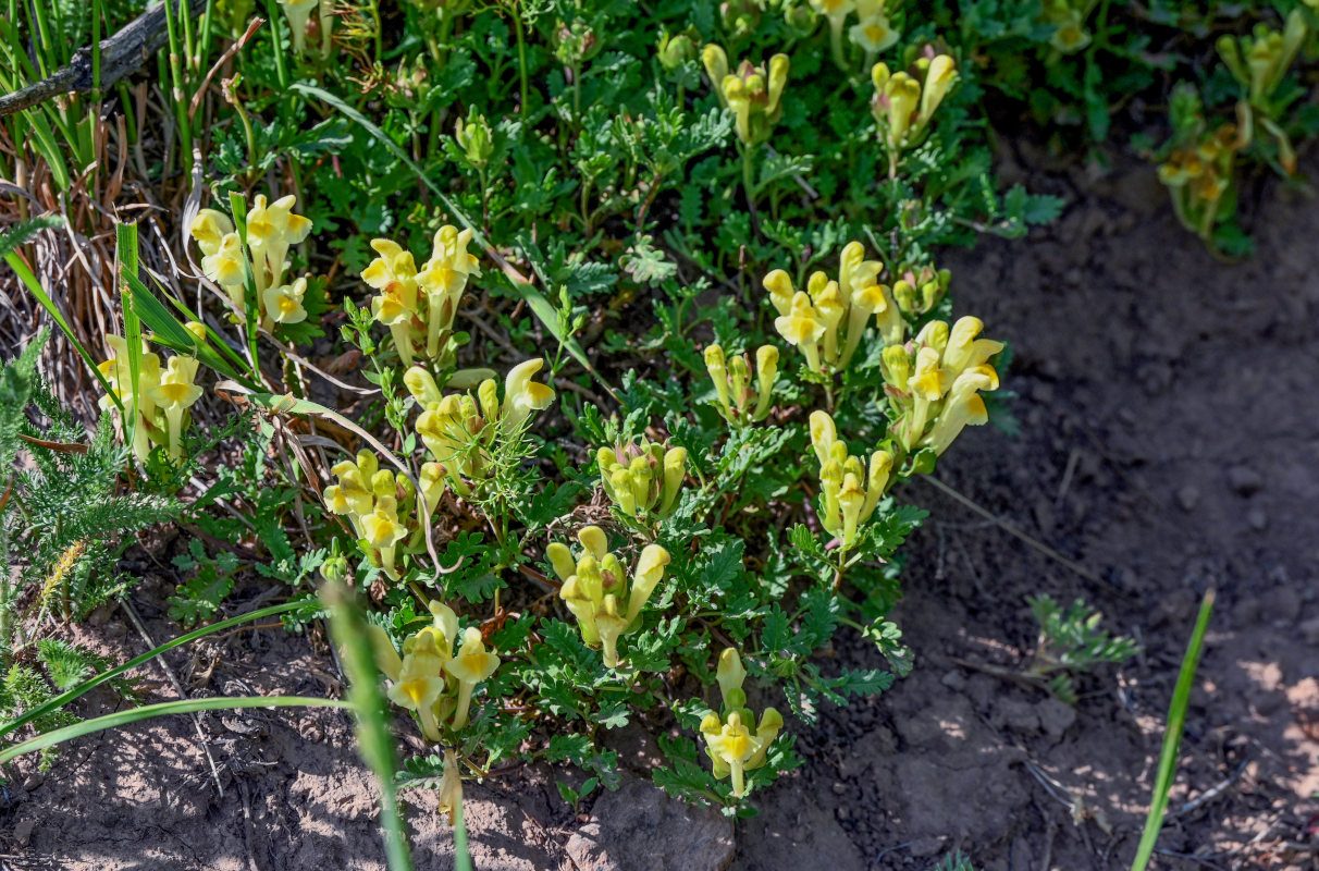 Image of Scutellaria sosnovskyi specimen.