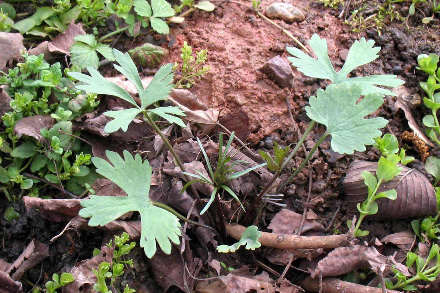 Image of Ranunculus auricomus specimen.