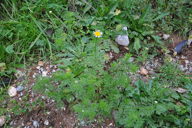 Image of Anthemis altissima specimen.