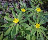 Anemone ranunculoides. Верхушки цветущих растений с аномальными цветками. Ростовская обл., окр. г. Донецк, правый берег р. Северский Донец, дубово-вязовый лес. 09.04.2024.