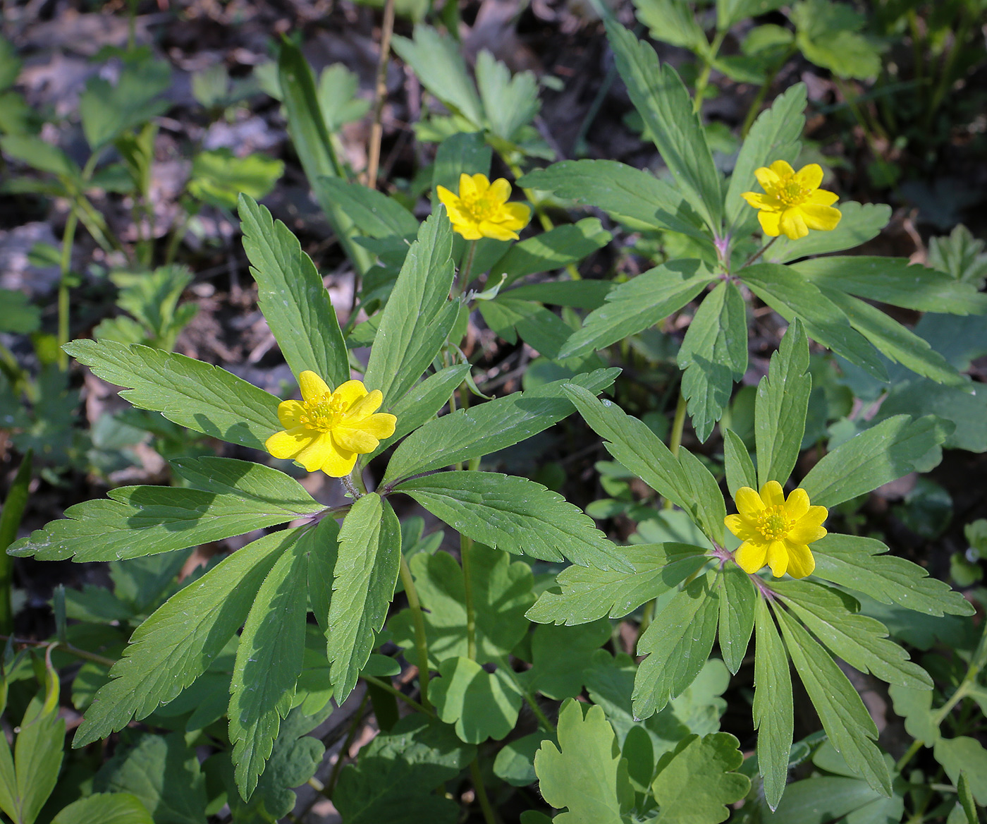 Изображение особи Anemone ranunculoides.