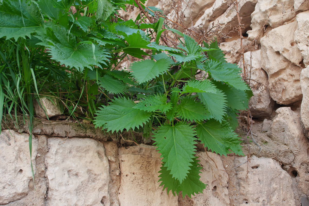 Image of Urtica pilulifera specimen.