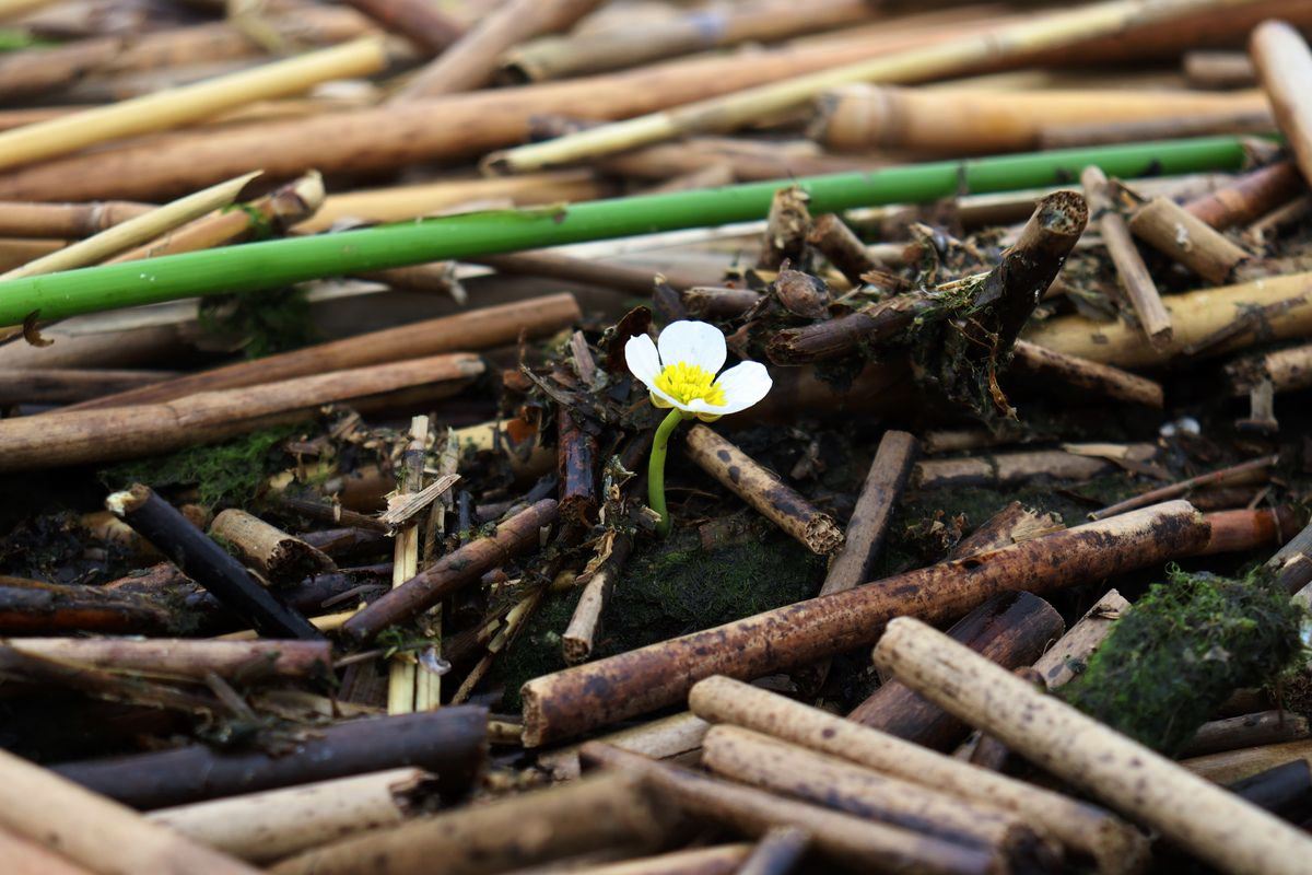 Image of Ranunculus baudotii specimen.