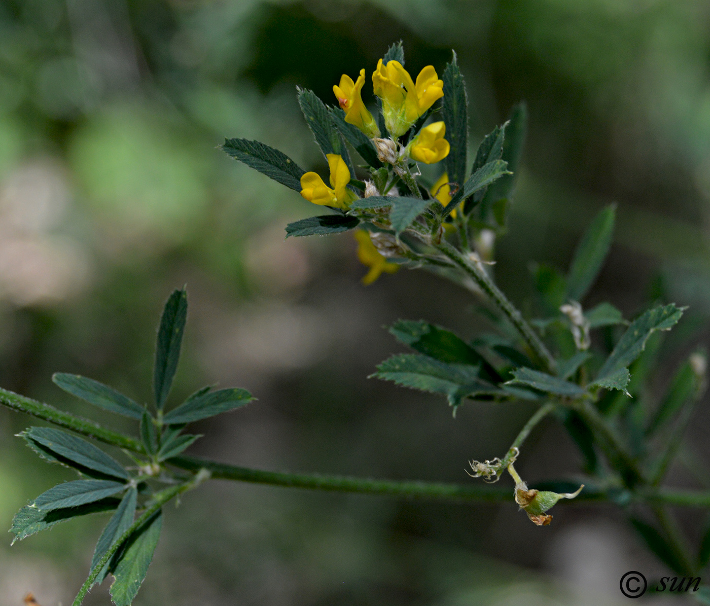 Изображение особи Medicago falcata.