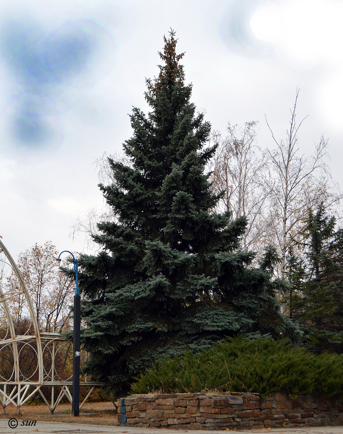 Image of Picea pungens f. glauca specimen.