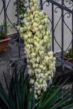 Yucca gloriosa. Соцветие и верхушки листьев. Грузия, Самцхе-Джавахети, г. Ахалцихе, в культуре. 12.06.2023.