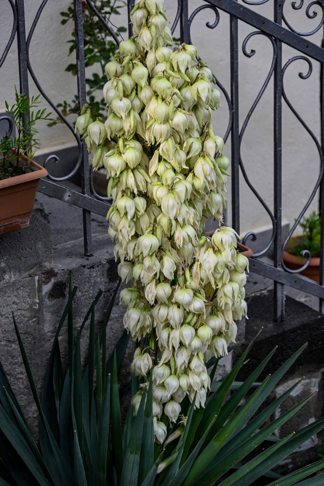 Изображение особи Yucca gloriosa.