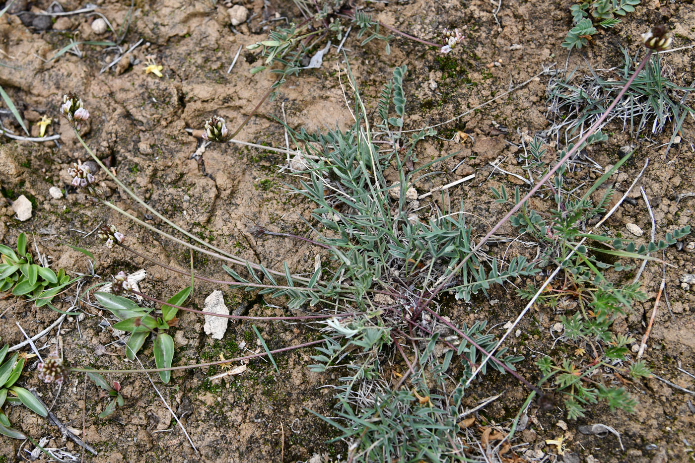 Изображение особи род Astragalus.