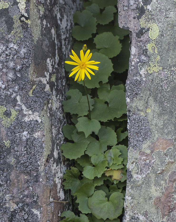 Image of Dolichorrhiza renifolia specimen.