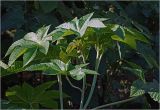 Ricinus communis. Листья и формирующееся соцветие на верхушке побега. Московская обл., Раменский р-н, окр. дер. Хрипань, садовый участок. 12.08.2024.