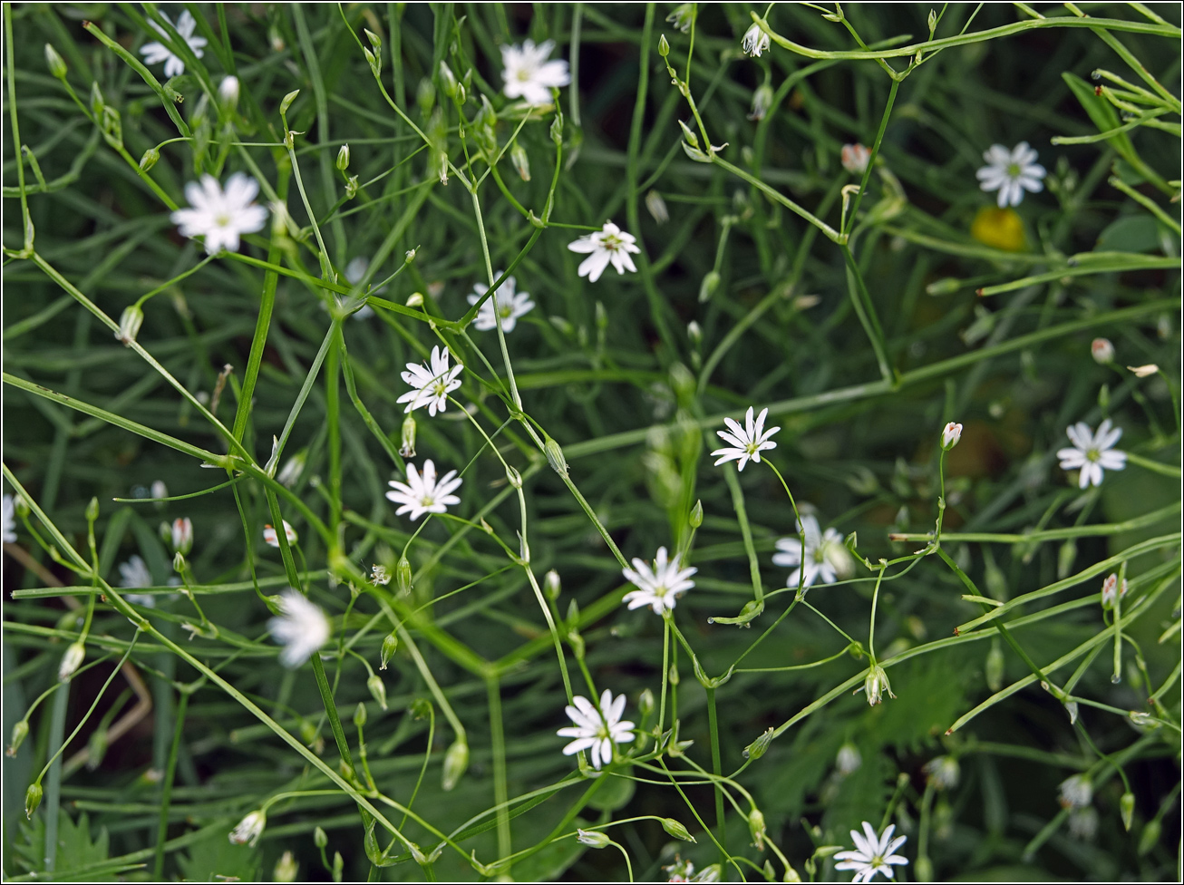 Изображение особи Stellaria graminea.